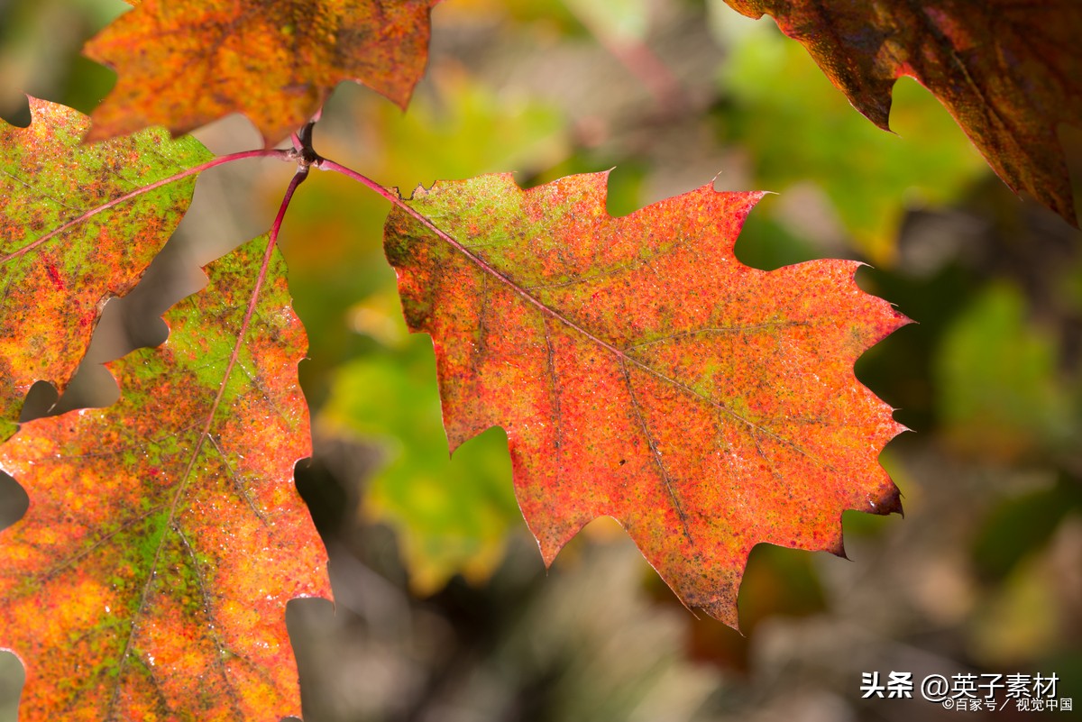 清晨的阳光唯美句子18句，请相信今日也是美好的一天