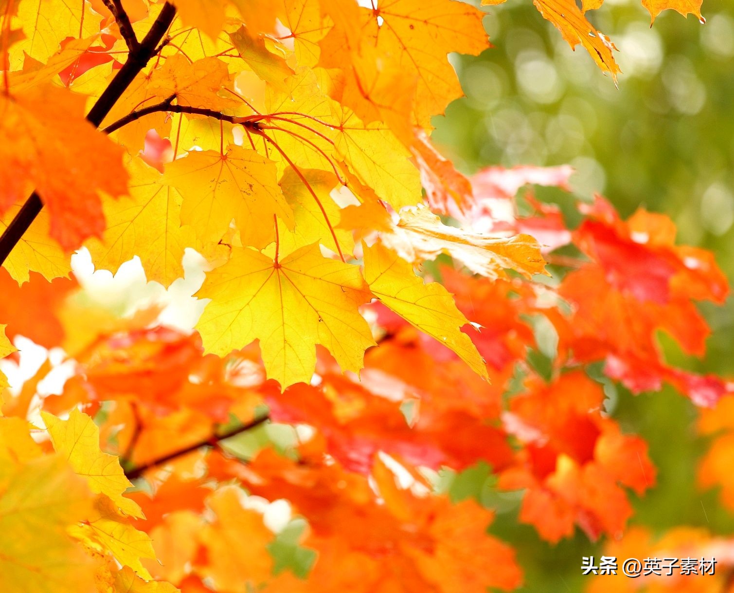 清晨的阳光唯美句子18句，请相信今日也是美好的一天