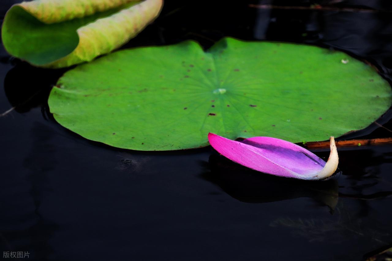 夏末秋初的唯美诗句10首，凉风有信，立秋悄然而至