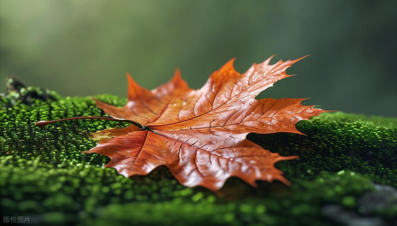 夏末秋初的唯美诗句10首，凉风有信，立秋悄然而至