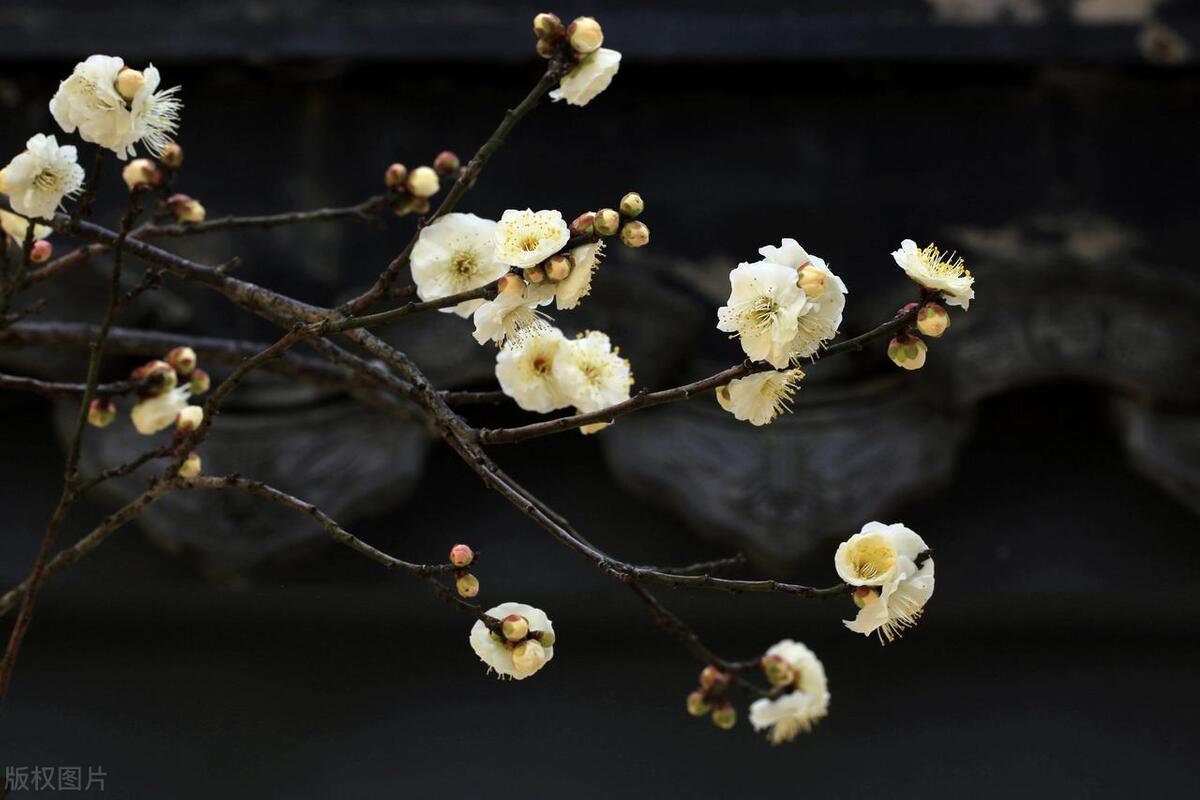 王冕的诗10首，直抒胸臆，风格朴质