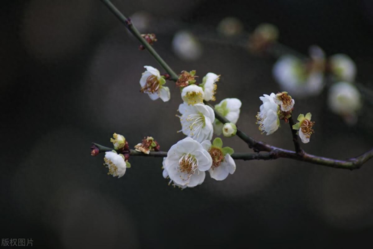 王冕的诗10首，直抒胸臆，风格朴质