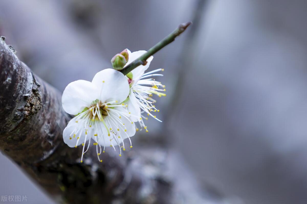 王冕的诗10首，直抒胸臆，风格朴质