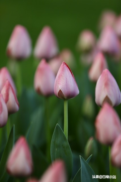 感恩的话5句，让感恩的种子在彼此心间生根发芽