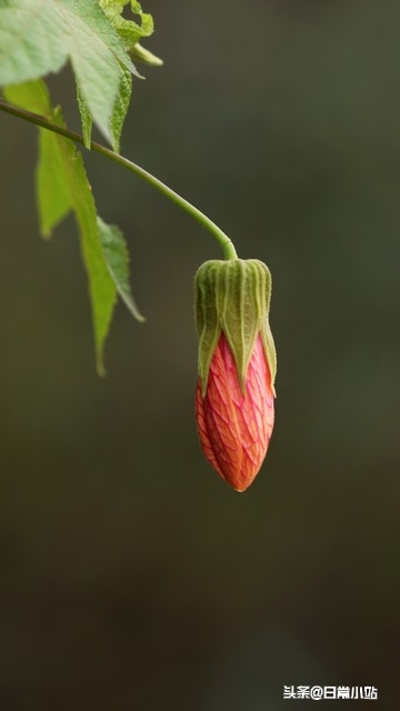 感恩的话5句，让感恩的种子在彼此心间生根发芽