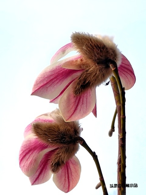 感恩的话5句，让感恩的种子在彼此心间生根发芽