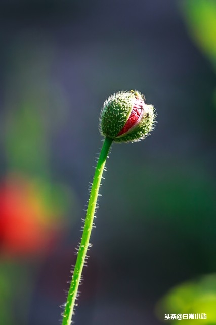 感恩的话5句，让感恩的种子在彼此心间生根发芽