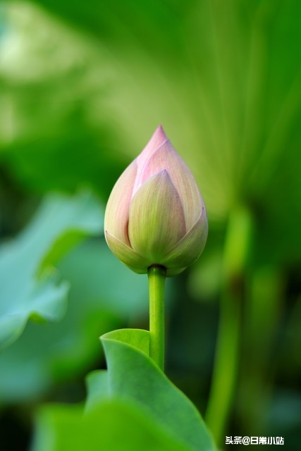 感恩的话5句，让感恩的种子在彼此心间生根发芽