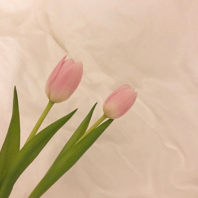 平安夜文案20句，愿人间芳华，岁岁皆安