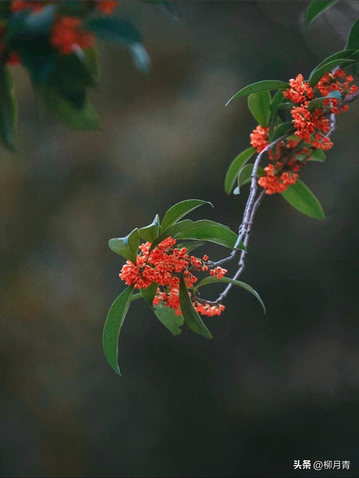 桂花香的诗句6首，道尽桂花的风骨与韵味