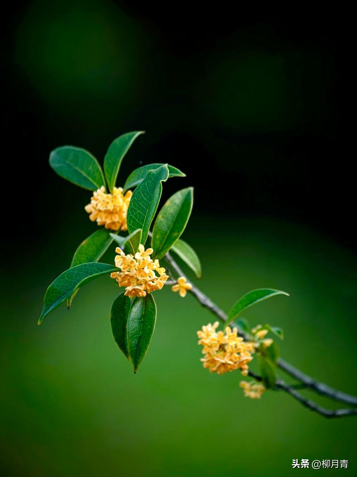 桂花香的诗句6首，道尽桂花的风骨与韵味