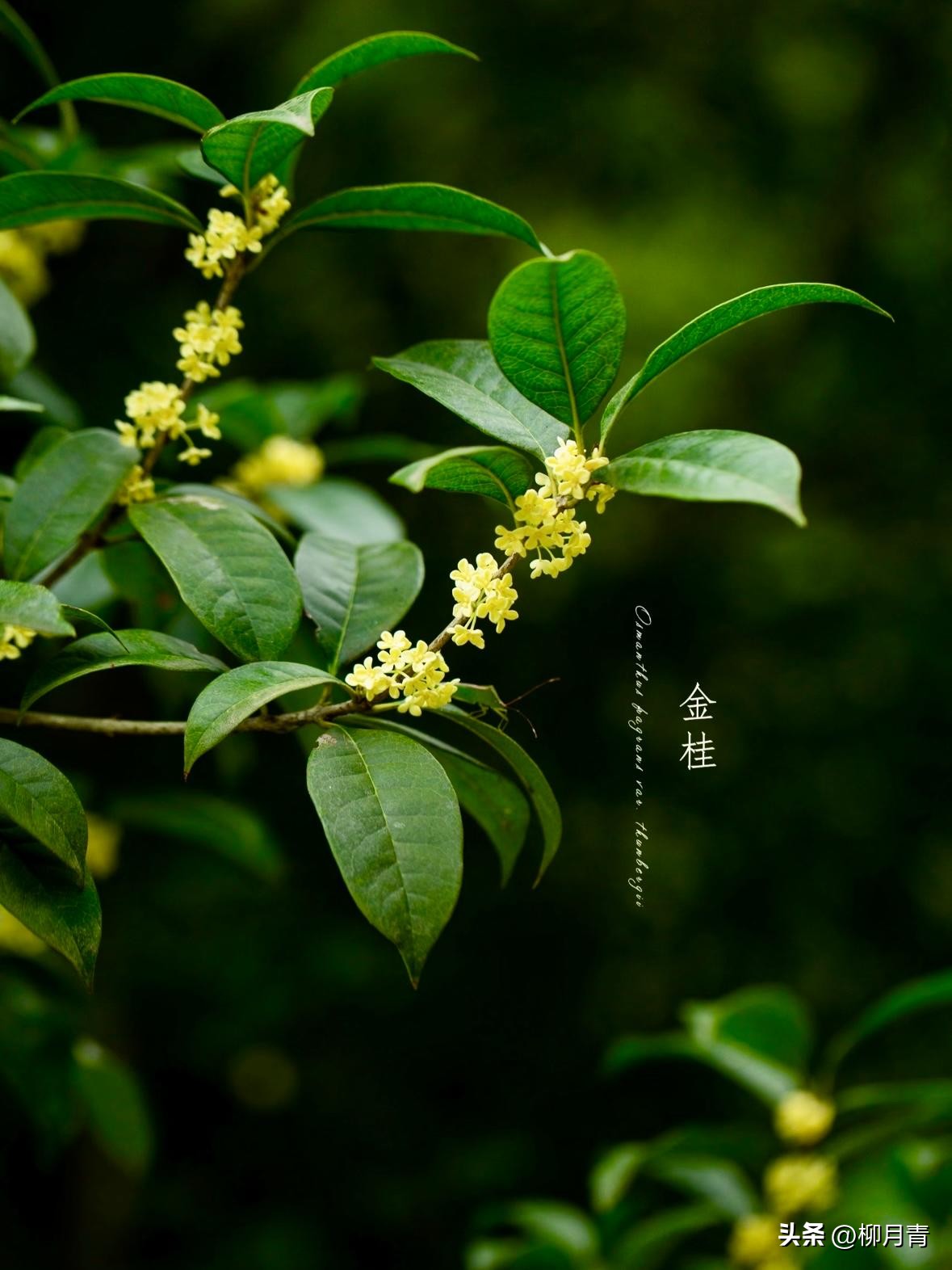 桂花香的诗句6首，道尽桂花的风骨与韵味