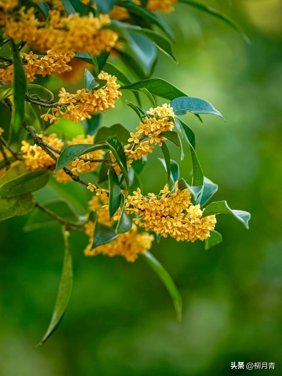 桂花香的诗句6首，道尽桂花的风骨与韵味