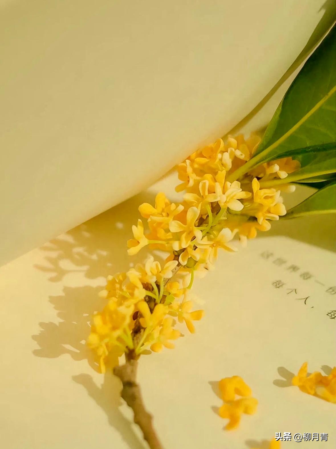 桂花香的诗句6首，道尽桂花的风骨与韵味