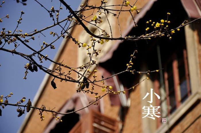 小寒诗词15首，带来冬天的希望与烂漫