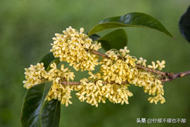 桂花的句子唯美短句50句，一夜秋风过，满城桂花香