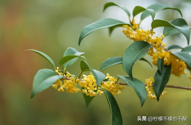 桂花的句子唯美短句50句，一夜秋风过，满城桂花香