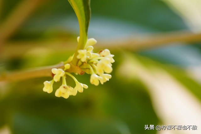 桂花的句子唯美短句50句，一夜秋风过，满城桂花香