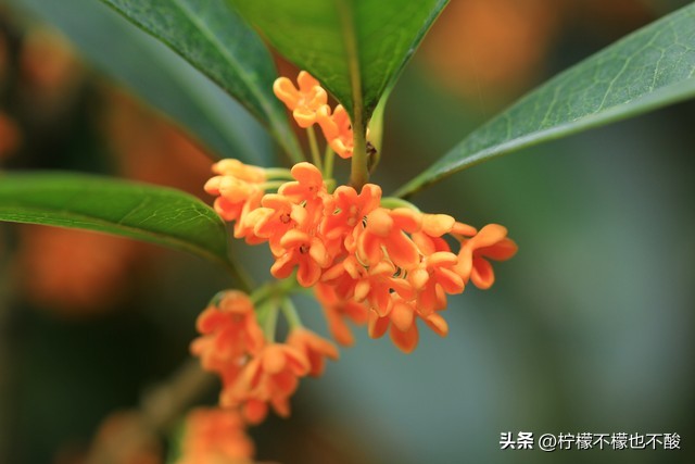 桂花的句子唯美短句50句，一夜秋风过，满城桂花香