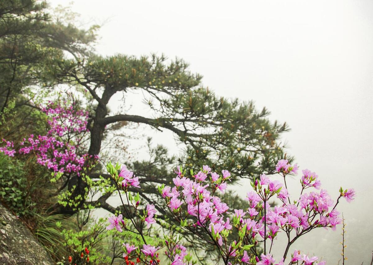 石灰吟于谦（原文及解析）