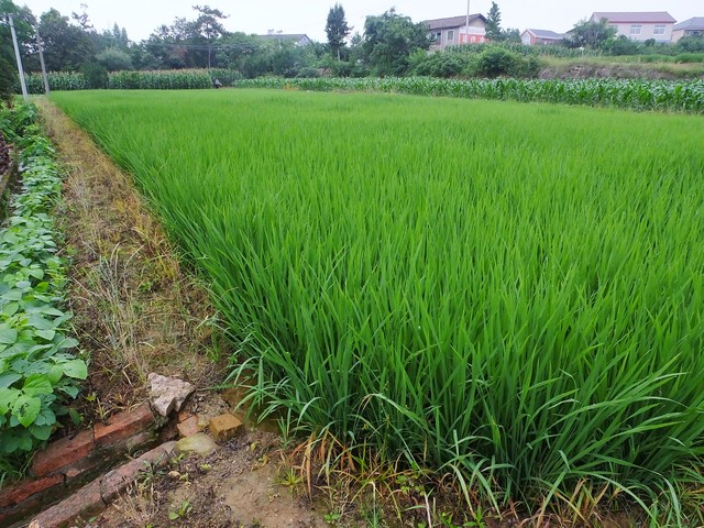 田园风光的文案20句，来一场浪漫的田园之约!