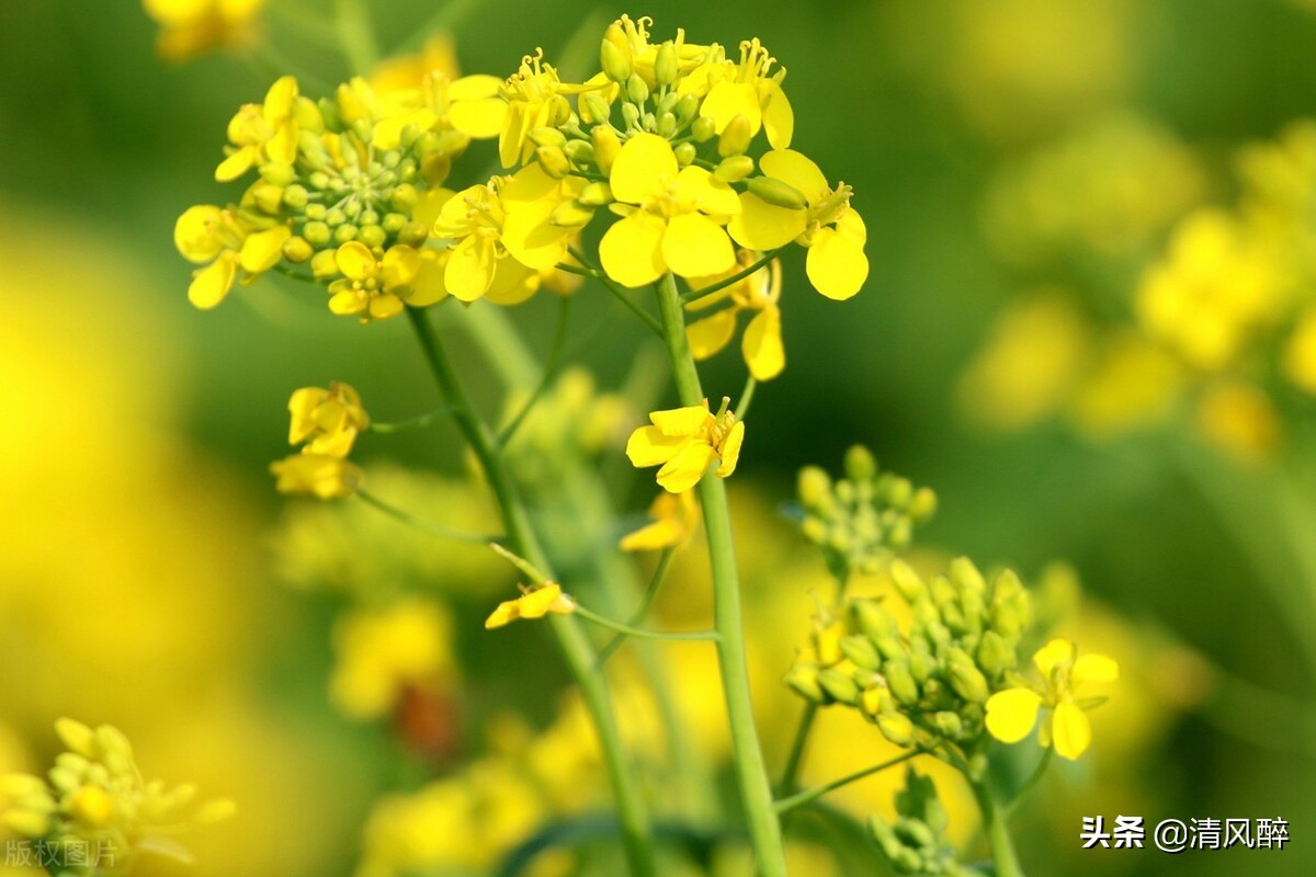 油菜花开的句子唯美15句，油菜花像云霞，如梦如织
