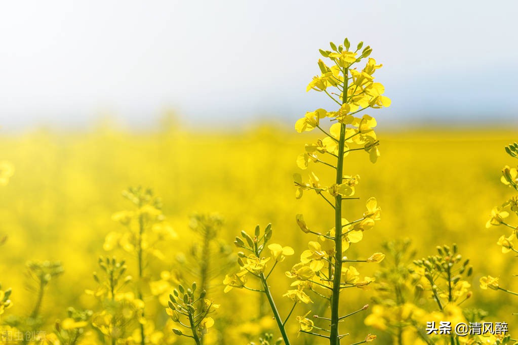 油菜花开的句子唯美15句，油菜花像云霞，如梦如织