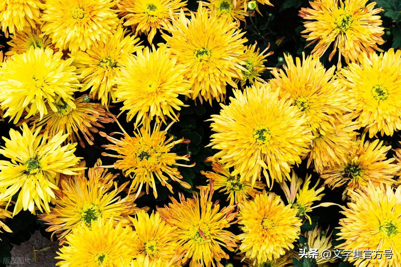 重阳节发朋友圈的精美句子25句，走心又高级