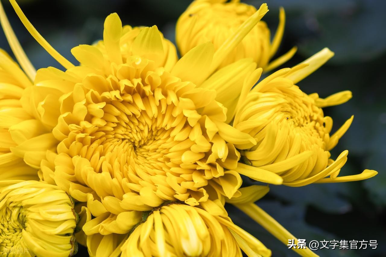 重阳节发朋友圈的精美句子25句，走心又高级