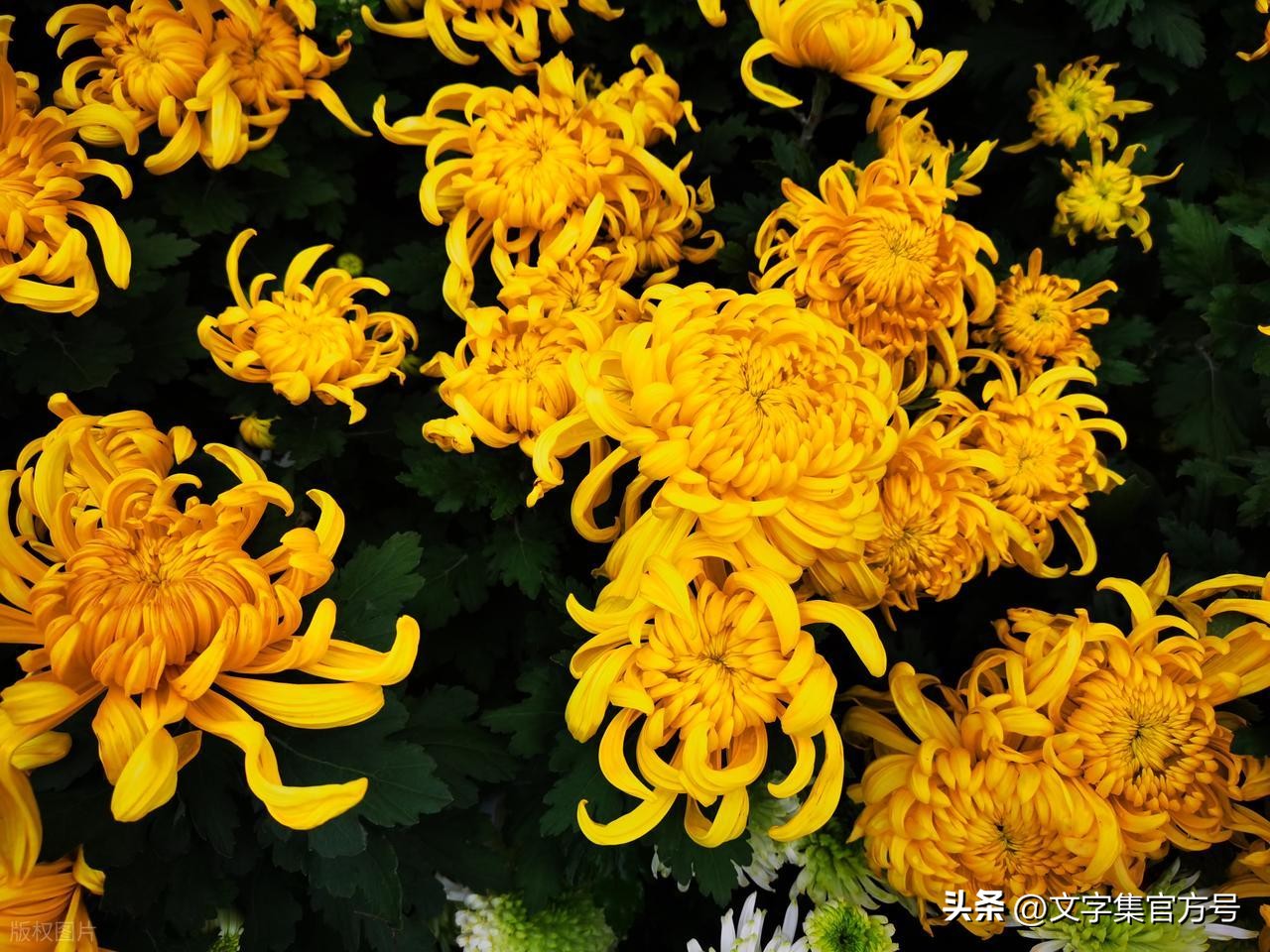 重阳节发朋友圈的精美句子25句，走心又高级