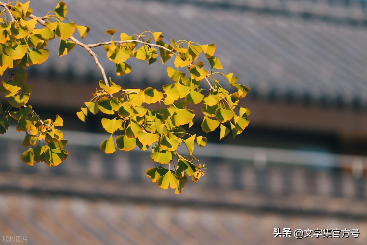 重阳节发朋友圈的精美句子25句，走心又高级