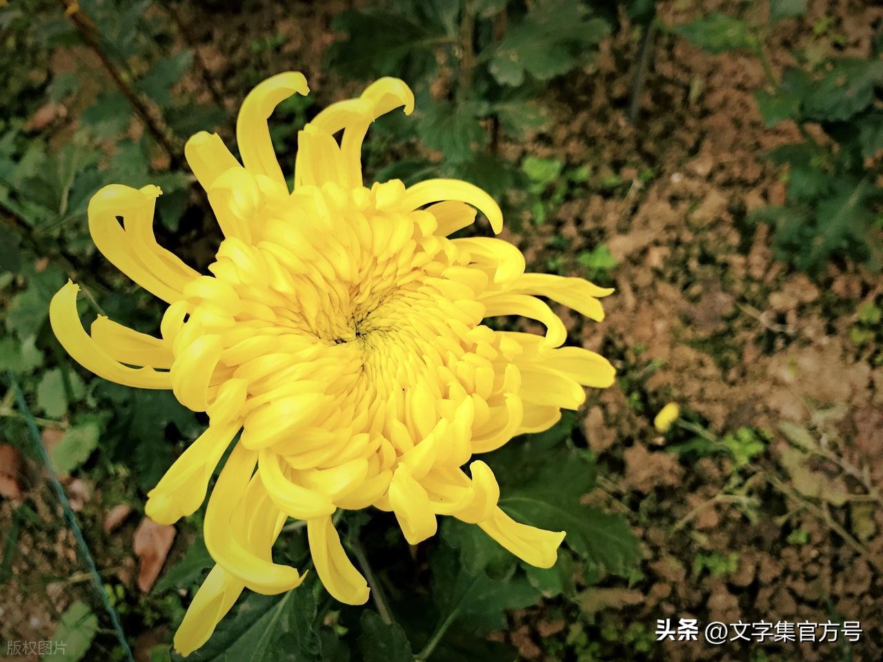 重阳节发朋友圈的精美句子25句，走心又高级