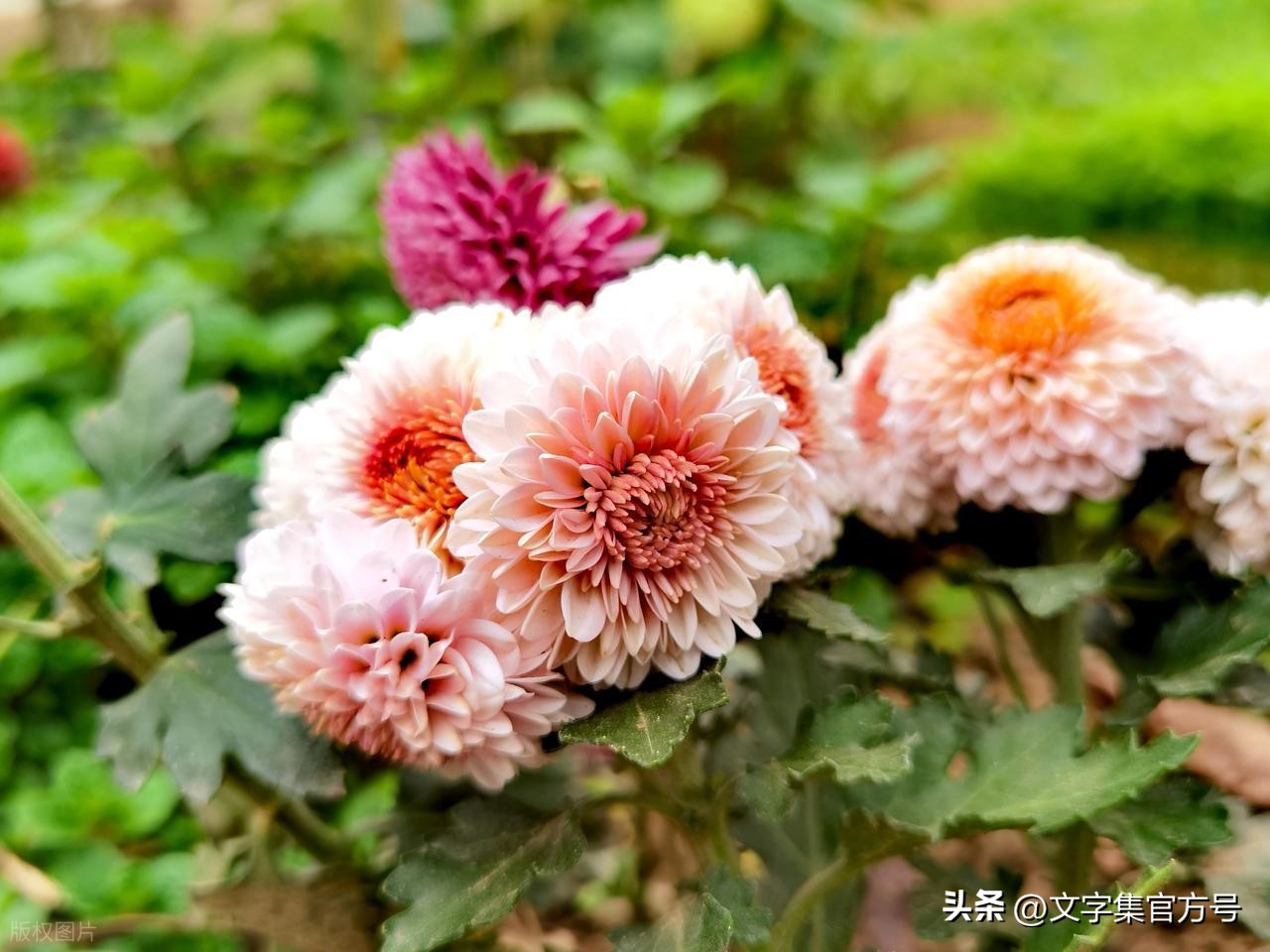 重阳节发朋友圈的精美句子25句，走心又高级