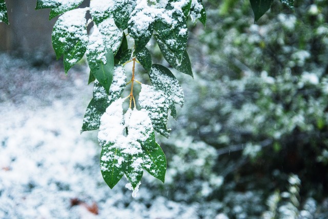 关于雪的浪漫句子10句，盼雪暖人间，岁月自安然
