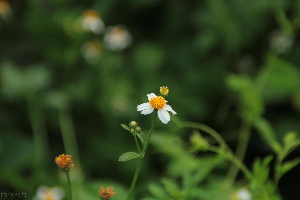 简短唯美句子24句，让人看一眼就心动