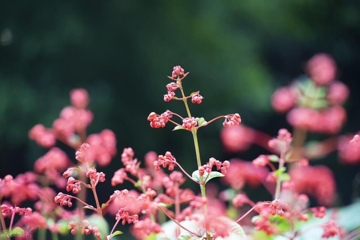 简短唯美句子24句，让人看一眼就心动
