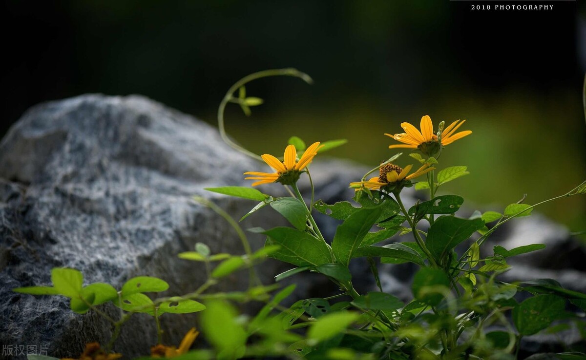 简短唯美句子24句，让人看一眼就心动