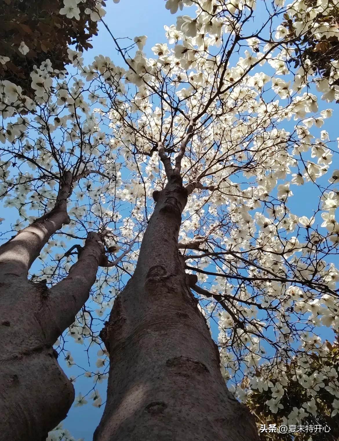 春分的文案16句，又是一年春好日