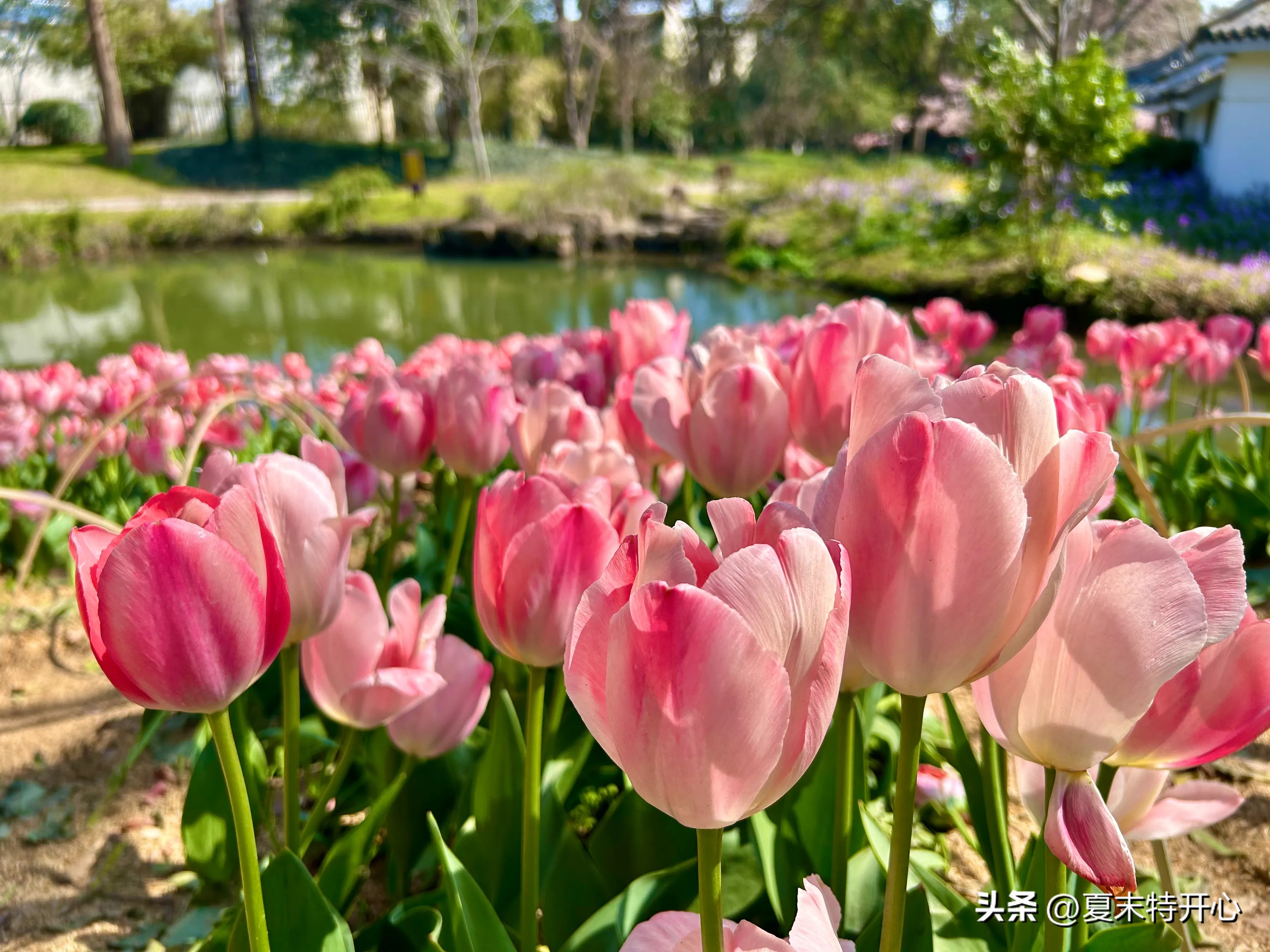 春分的文案16句，又是一年春好日