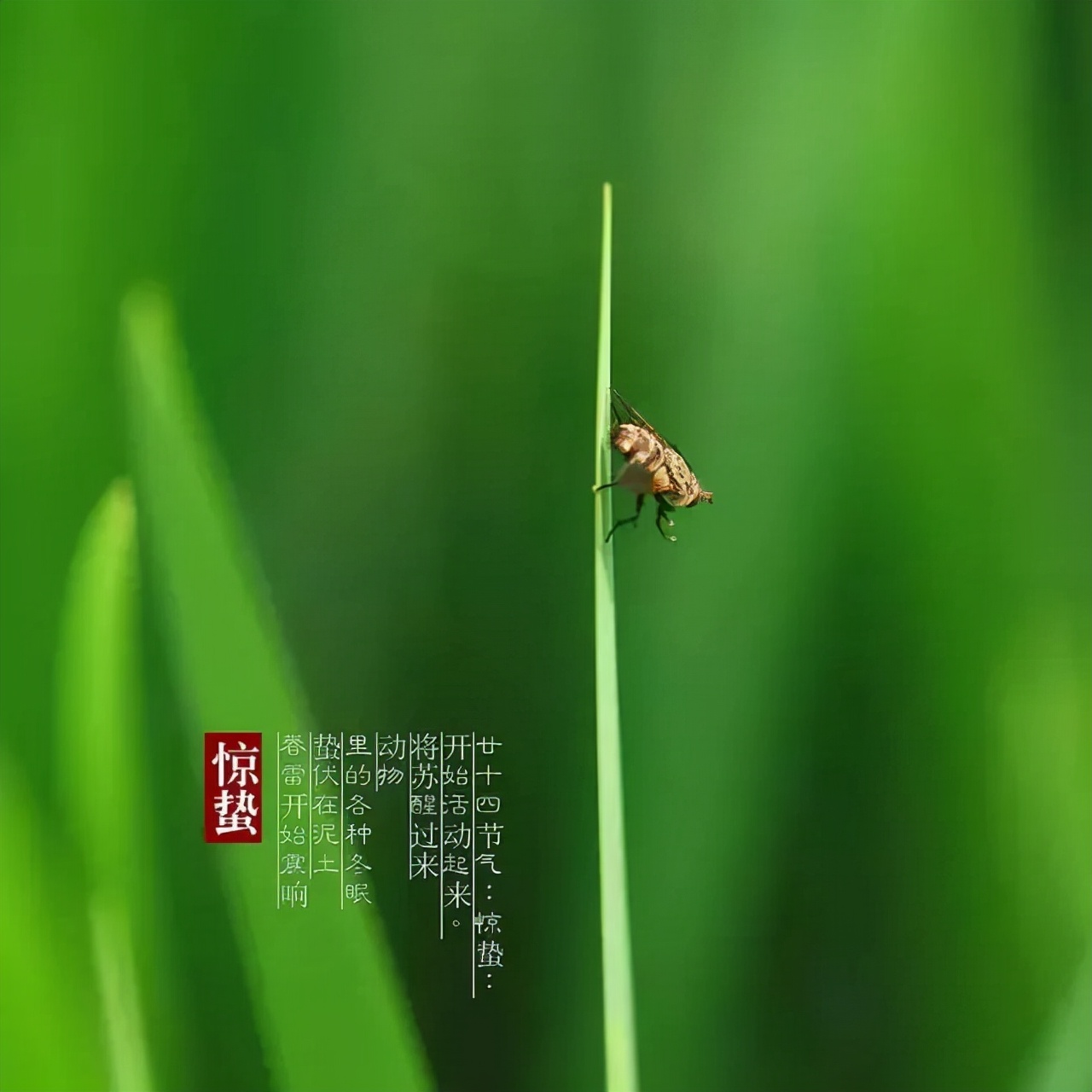 惊蛰节气的古诗10首，感受春日之美