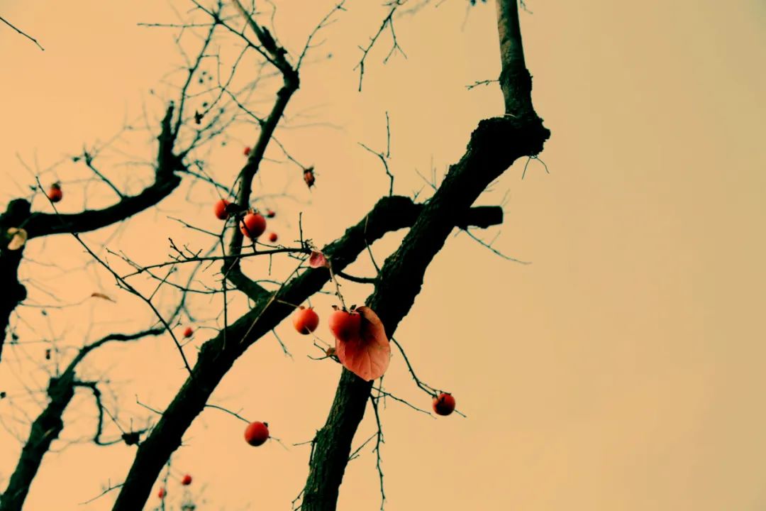 王安石的诗10首，一生至少读一次!