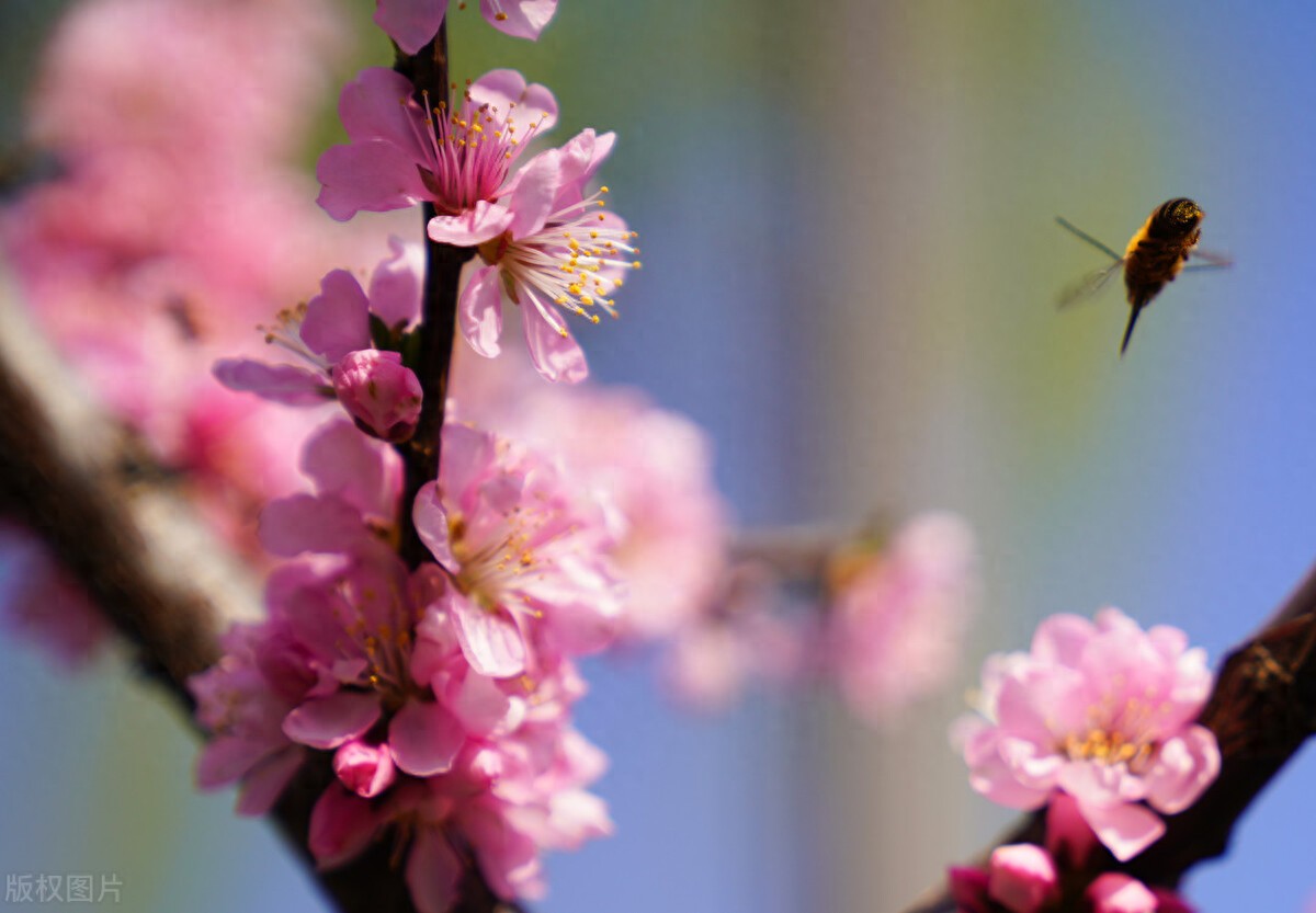 立春到的心情说说20句，春日临，暖意馨