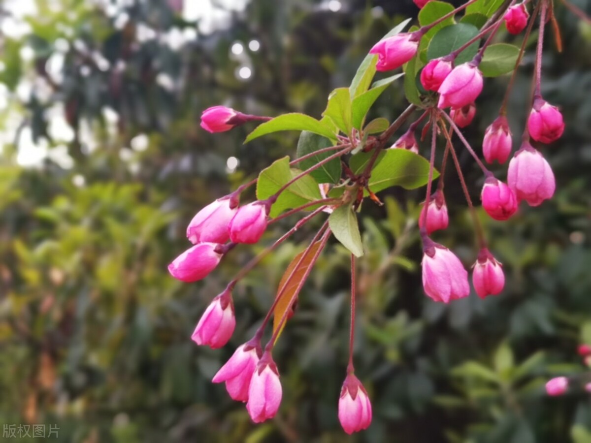 立春佳句20句，愿春暖花开，一切皆安