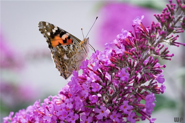 情感文案扎心20句，让人哭红了眼!