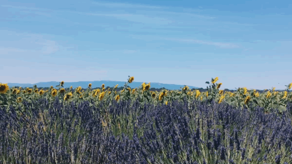 情人节朋友圈文案22句，每一句都很惊艳