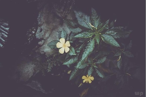 早安暖心话短句24句，每一句话都温暖人心