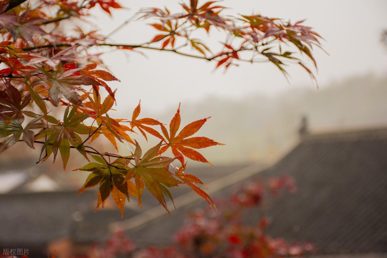 秋雨绵绵的唯美古诗10首，每一首都别有一番滋味