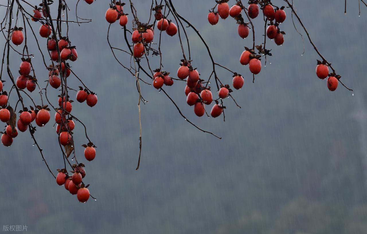 秋雨绵绵的唯美古诗10首，每一首都别有一番滋味