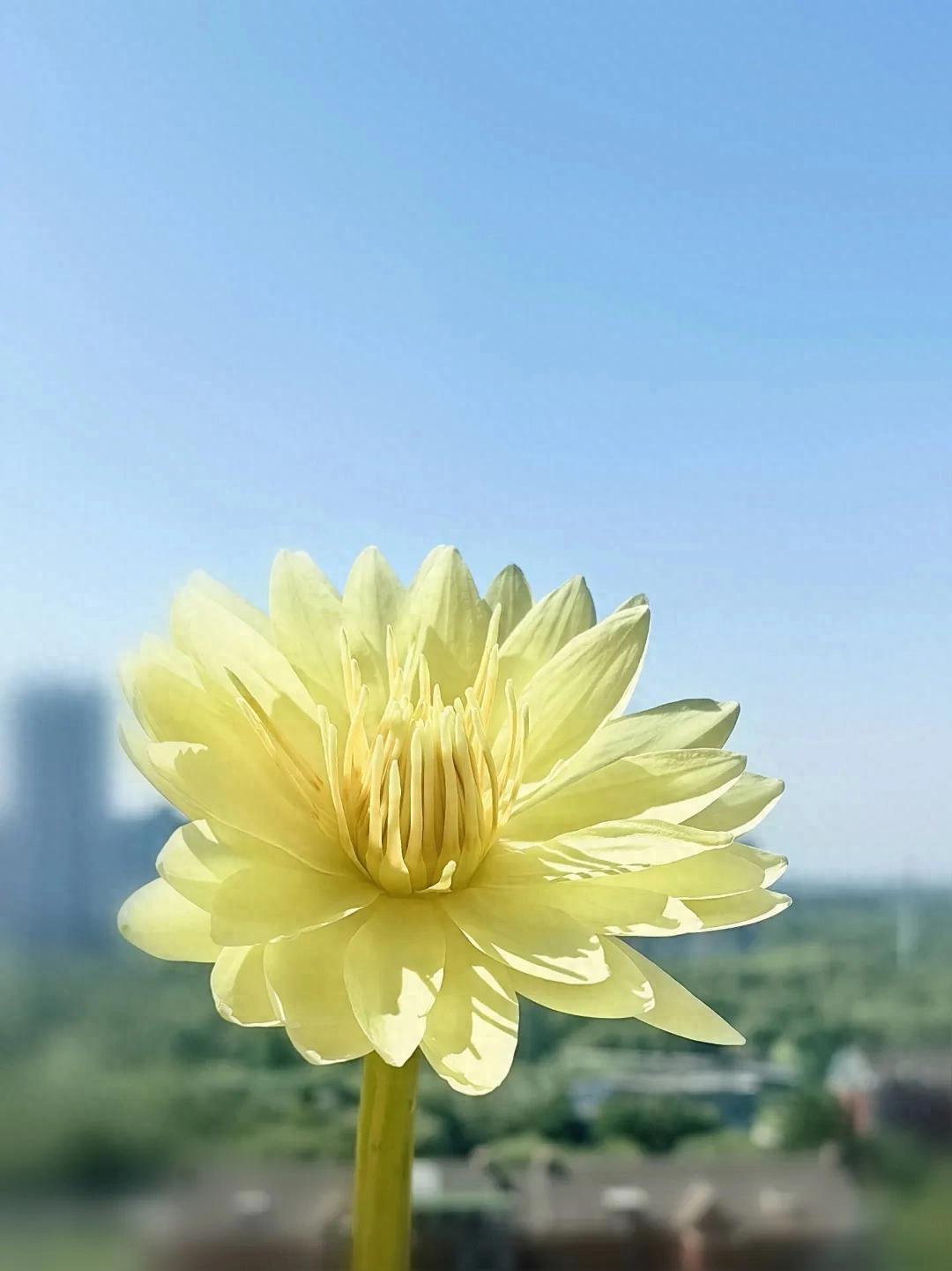 大暑节气诗词10首，在诗词里，觅一处清凉！