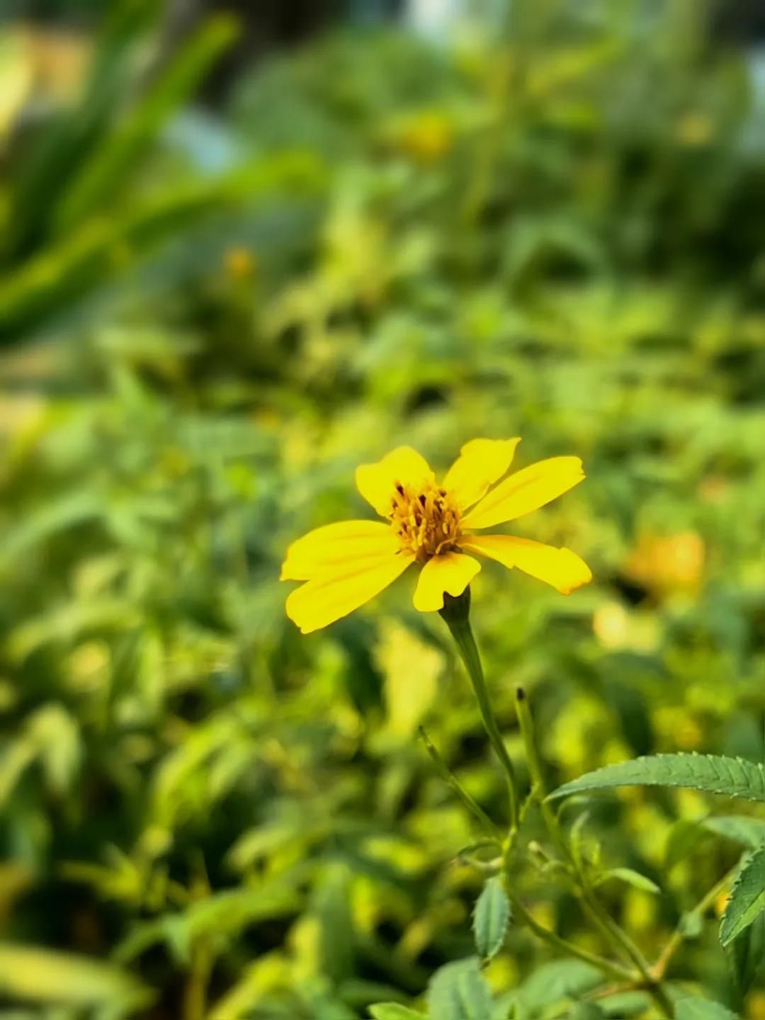 大暑节气诗词10首，在诗词里，觅一处清凉！